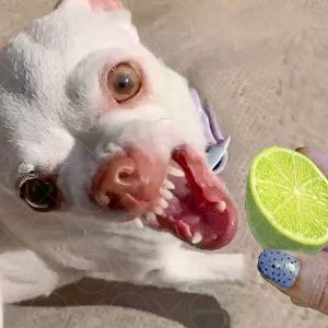 Chihuahua Is A Savage #2 - Funny Chihuahua Videos | Pets Town